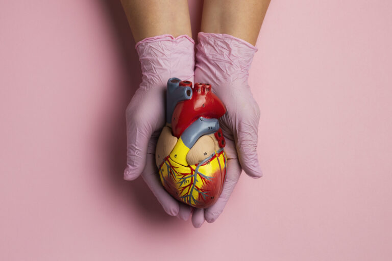 persona con modelo anatomico de corazon con fines educativos