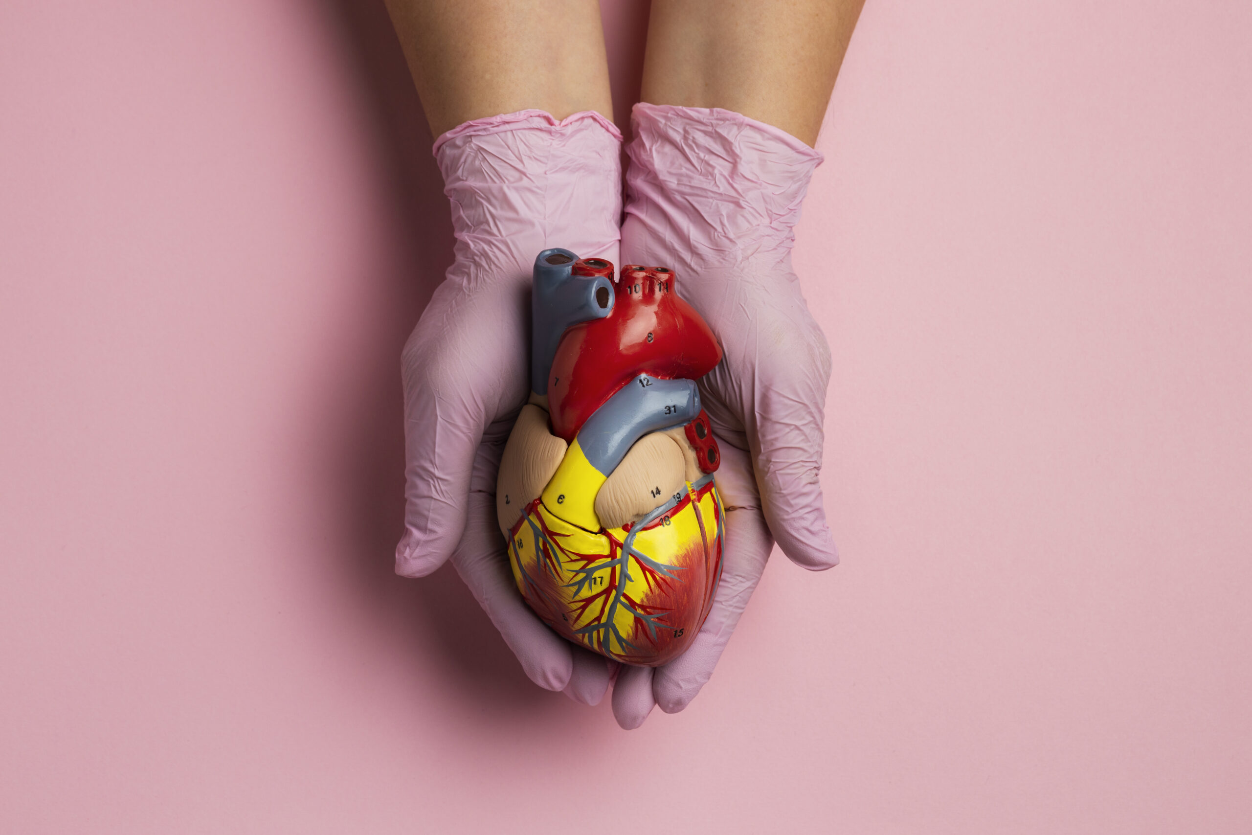 persona con modelo anatomico de corazon con fines educativos