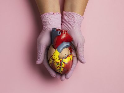 persona con modelo anatomico de corazon con fines educativos